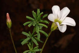 Sivun Oxalis tenuifolia Jacq. kuva