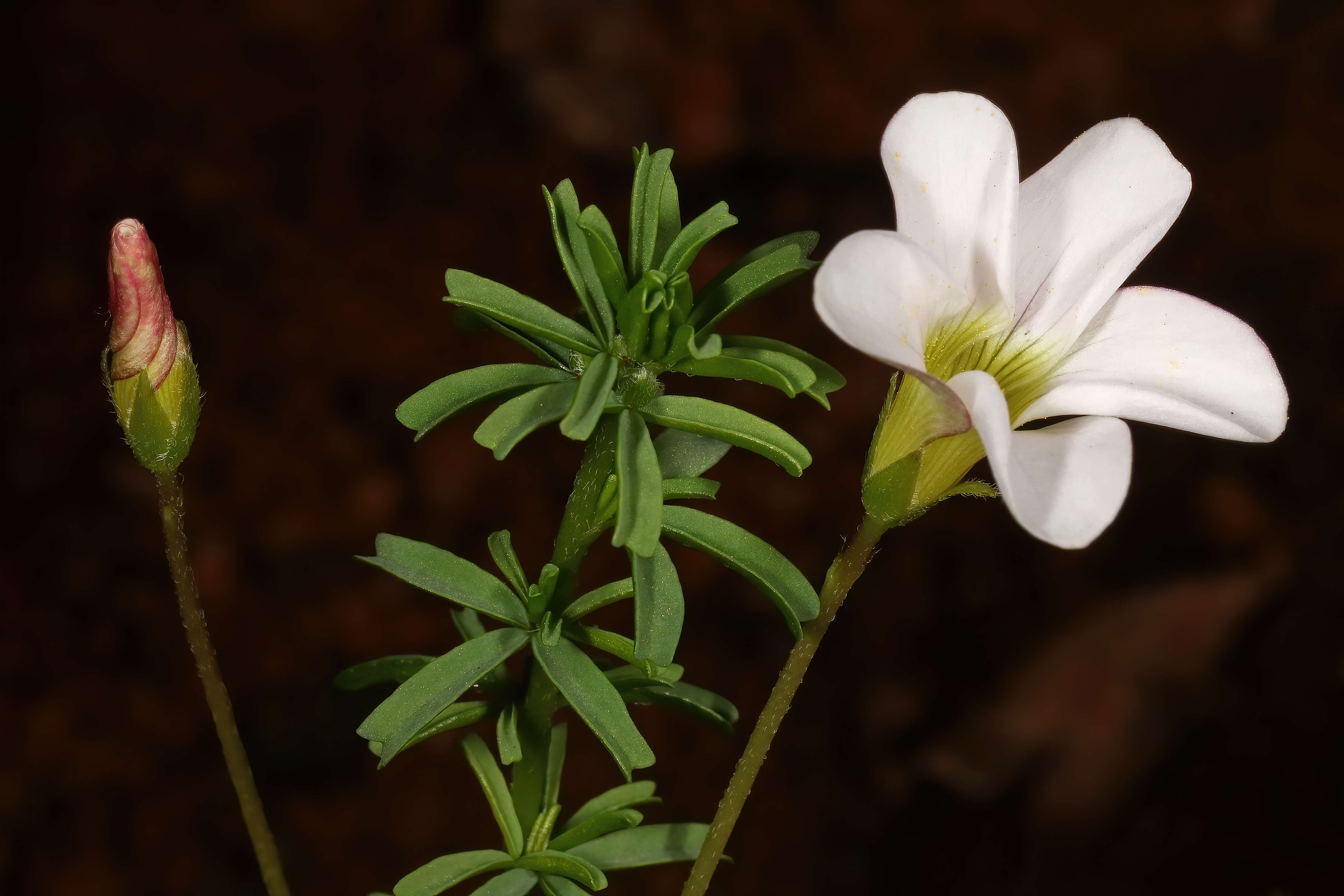 Sivun Oxalis tenuifolia Jacq. kuva