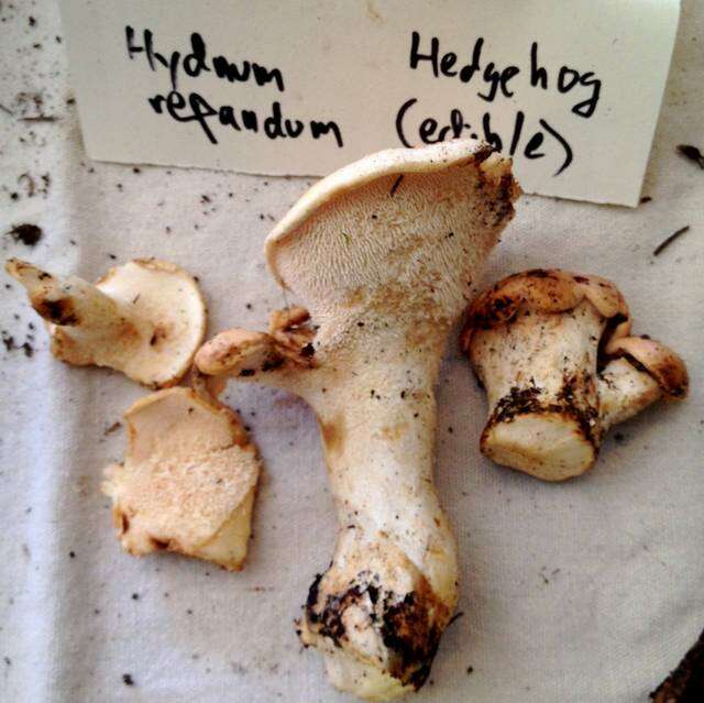 Image of Hydnum