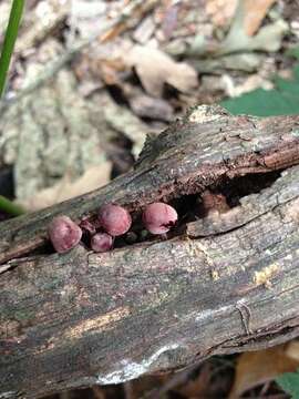 Image of Mycena