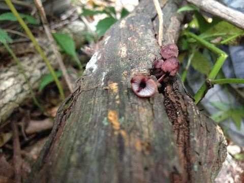 Image of Mycena