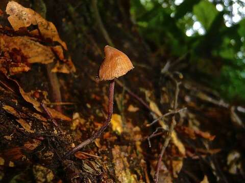 Слика од Psilocybe heimii Guzmán 1978