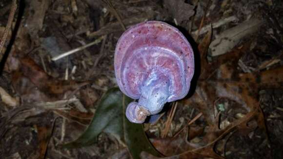 Image of Ganoderma