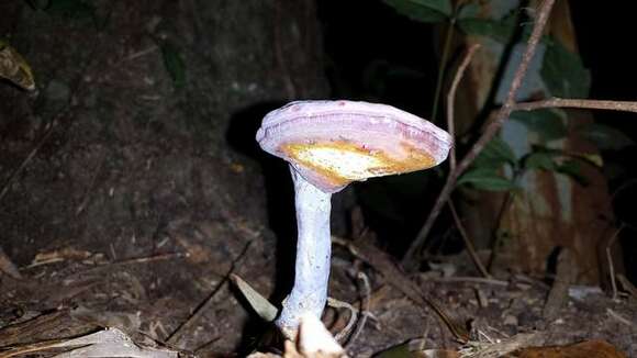 Image of Ganoderma