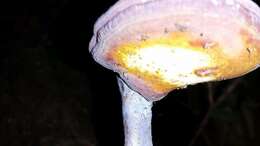 Image of Ganoderma