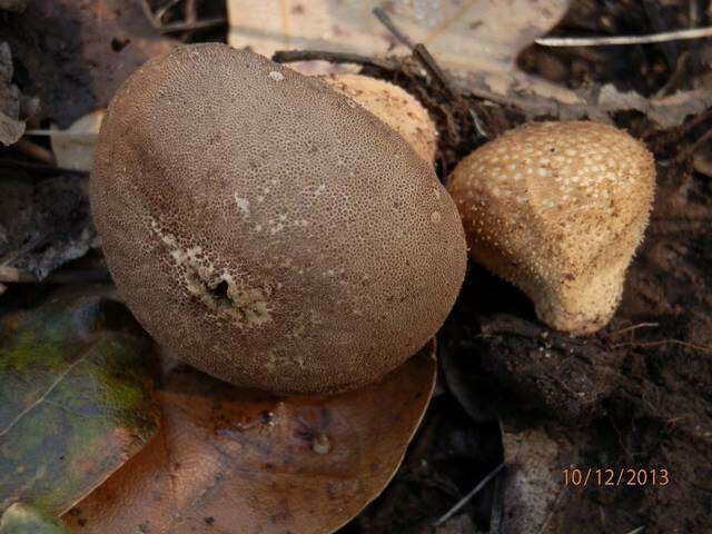 Imagem de Lycoperdon