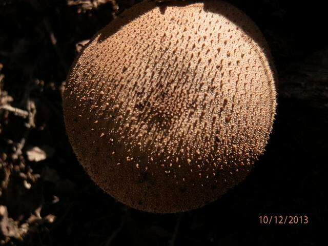 Imagem de Lycoperdon