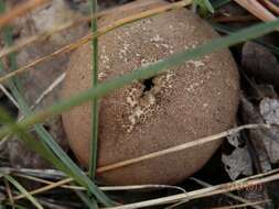 Imagem de Lycoperdon