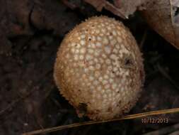 Imagem de Lycoperdon