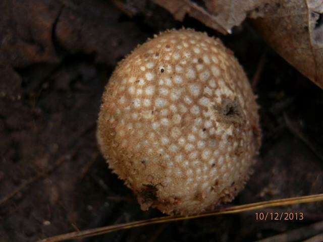 Imagem de Lycoperdon