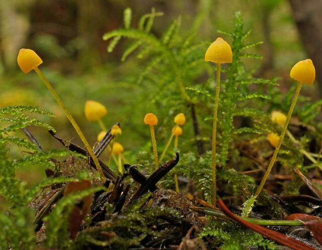 Mycena oregonensis A. H. Sm. 1936的圖片