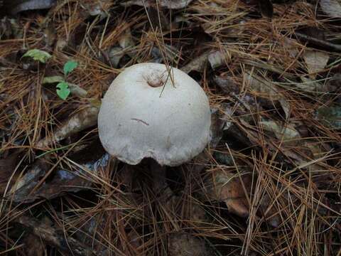 Image de Laccaria ochropurpurea (Berk.) Peck 1897