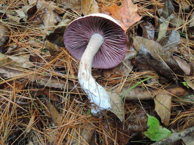 Image de Laccaria ochropurpurea (Berk.) Peck 1897