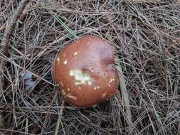 Image of Suillus brevipes (Peck) Kuntze 1898