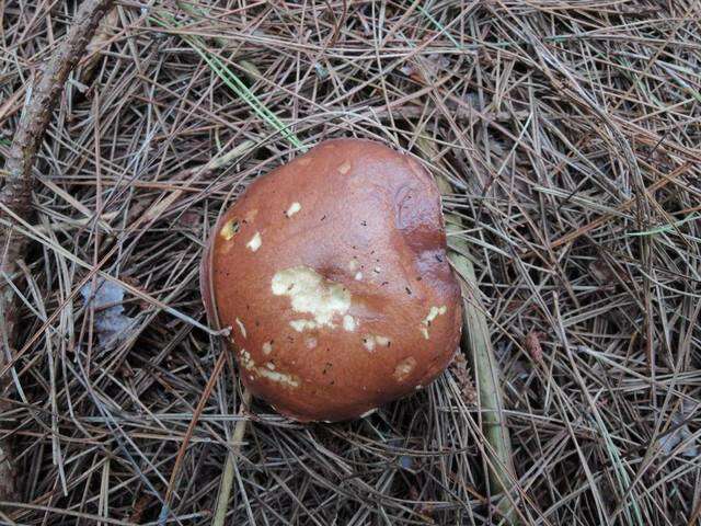 Image of Suillus brevipes (Peck) Kuntze 1898