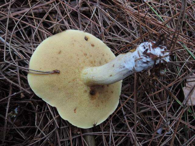 Image of Suillus brevipes (Peck) Kuntze 1898