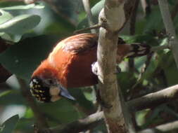 Image of Chestnut Piculet
