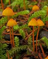 Sivun Mycena strobilinoidea Peck 1893 kuva