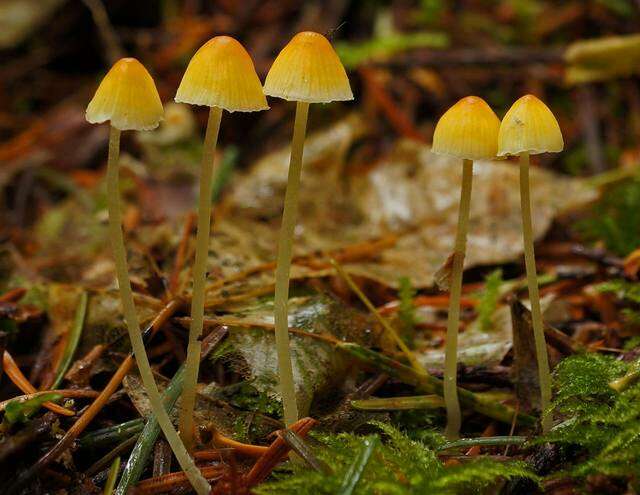 Sivun Atheniella aurantiidisca (Murrill) Redhead, Moncalvo, Vilgalys, Desjardin & B. A. Perry 2012 kuva