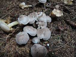 Image of Tricholoma