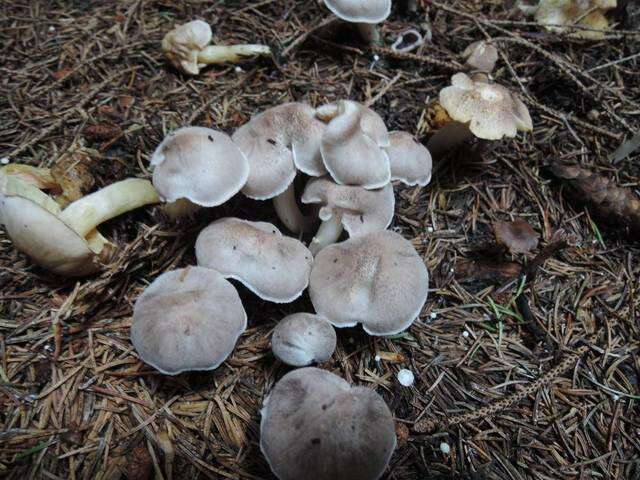 Image de Tricholoma