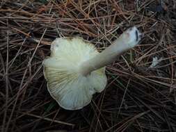 Image of Tricholoma