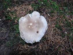 Image of Tricholoma