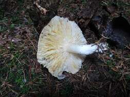 Image of Tricholoma