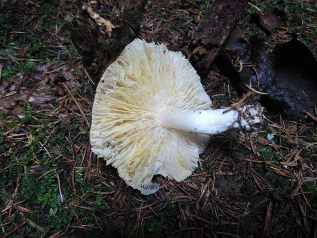 Image de Tricholoma