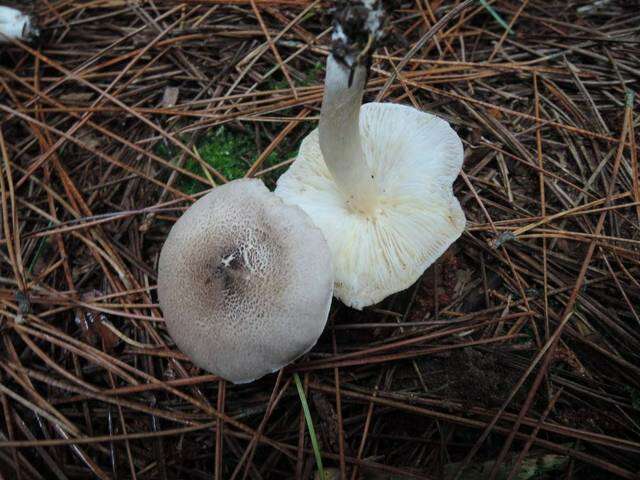 Image of Tricholoma