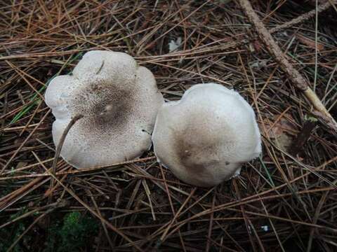 Image de Tricholoma