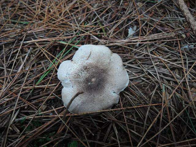 Image of Tricholoma