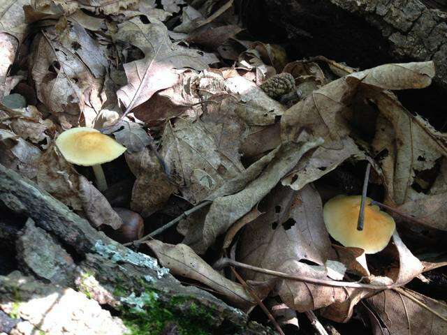 Image de Marasmius strictipes (Peck) Singer 1943