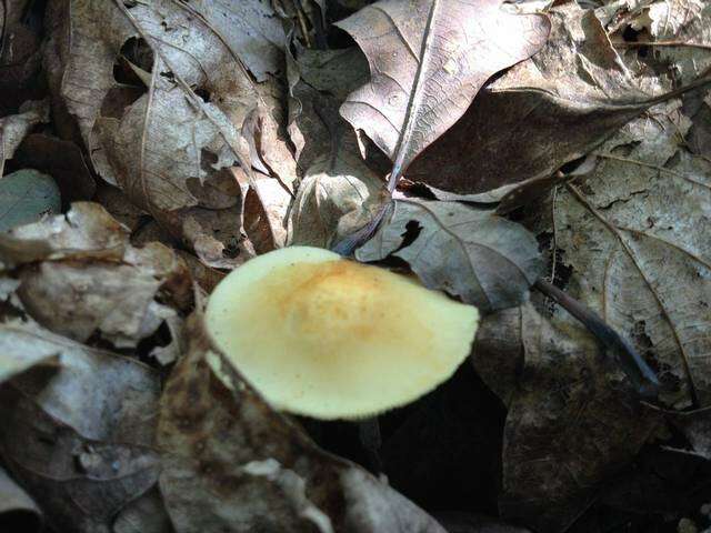 Image de Marasmius strictipes (Peck) Singer 1943