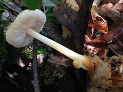 Image de Marasmius strictipes (Peck) Singer 1943