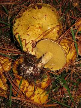 صورة Suillus americanus (Peck) Snell 1944