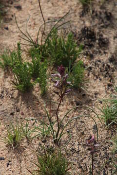 Image of Drimia exuviata (Jacq.) Jessop