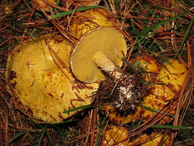 Image de Suillus americanus (Peck) Snell 1944