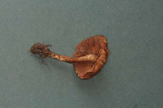 Image of Inocybe