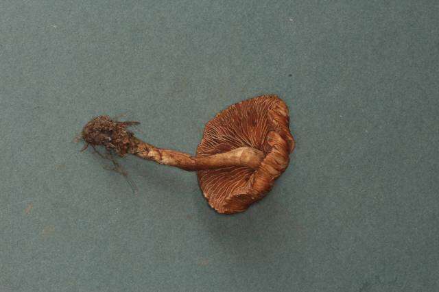 Imagem de Inocybe