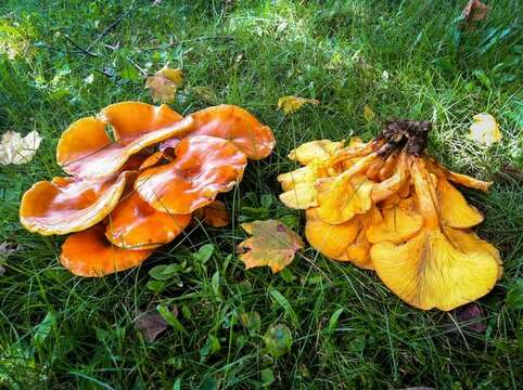 Image of Omphalotus