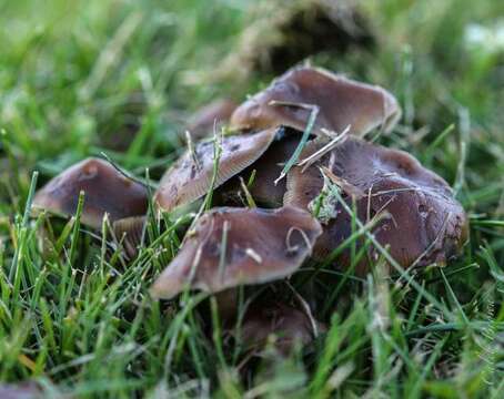 Plancia ëd Psilocybe stuntzii Guzmán & J. Ott 1977