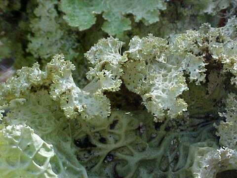 Image of lung lichen