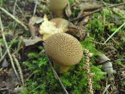 Image de Lycoperdon