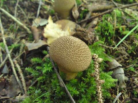 Image of Lycoperdon