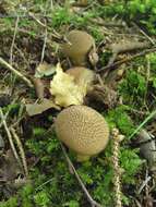 Image of Lycoperdon