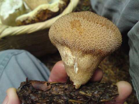 Image of Lycoperdon