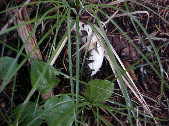 Image of Russula cascadensis Shaffer 1964