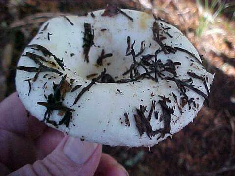 Image of Russula cascadensis Shaffer 1964