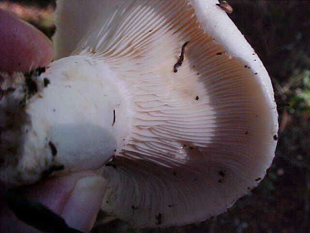 Image of Russula cascadensis Shaffer 1964